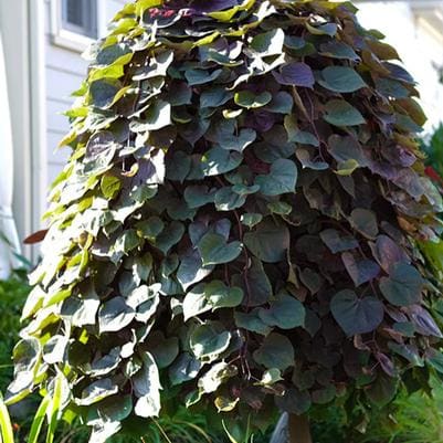 Eastern Redbud 'Pink Heartbreaker' (Cercis canadensis 'Pink heartbreaker') — reference photo