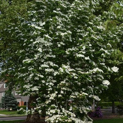 Dogwood (Cornus × hyperion) — reference photo
