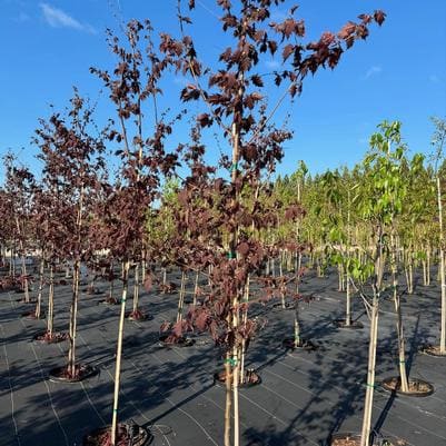 Spike Winter Hazel (Corylopsis spicata 'Golden) — reference photo