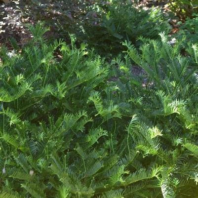 Japanese Plum Yew 'Korean Gold' (Cephalotaxus harringtonia 'Korean gold') — reference photo