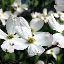 Dogwood 'Ragin Pink' (Cornus florida 'Ragin pink') — reference photo