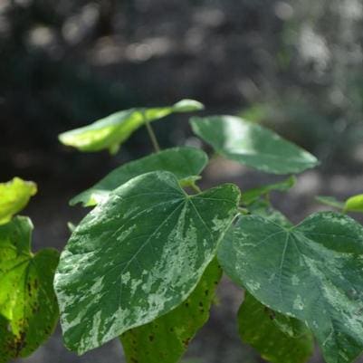 Summer's Tower(TM) Redbud (Cercis canadensis 'JN7' pp25701) — reference photo