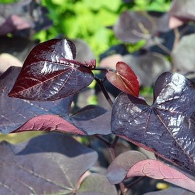 Alley Cat Variegated Redbud (Cercis canadensis 'Alley cat') — reference photo