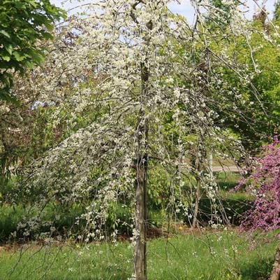 Eastern Redbud 'The Rising Sun™' (Cercis canadensis 'The rising sun™') — reference photo