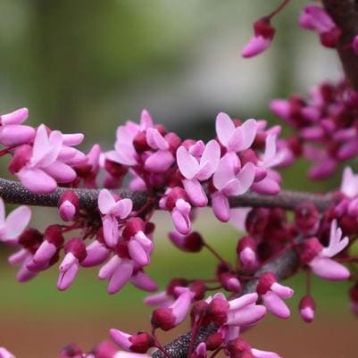 Eastern Redbud 'Midnight Express®' (Cercis canadensis 'Midnight express®') — reference photo