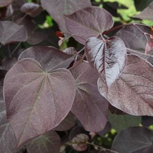 Eastern Redbud 'Vanilla Twist' (Cercis canadensis 'Vanilla twist') — reference photo