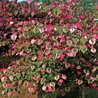 Eastern Redbud 'Black Pearl®' (Cercis canadensis 'Black pearl®') — reference photo