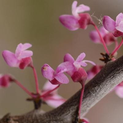 Eastern Redbud 'Oklahoma Sparkler' (Cercis canadensis 'Oklahoma sparkler') — reference photo