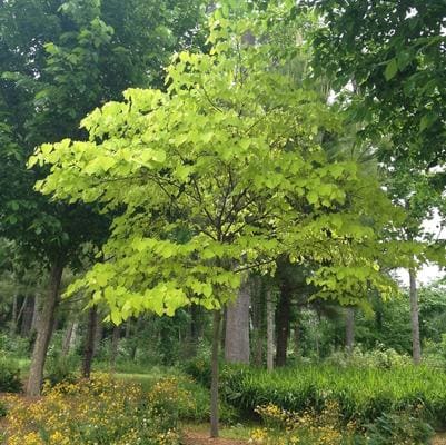 Eastern Redbud 'Hearts of Gold' (Cercis canadensis 'Hearts of gold') — reference photo