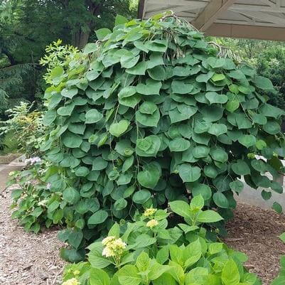 Eastern Redbud 'Golden Falls®' (Cercis canadensis 'Golden falls®') — reference photo