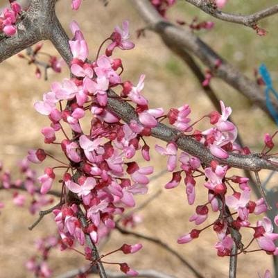 Eastern Redbud 'Rise & Shine™' (Cercis canadensis 'Rise & shine™') — reference photo