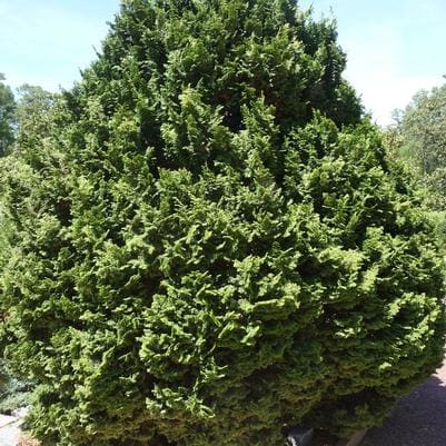 Hinoki Cypress 'Gracilis' (Chamaecyparis obtusa 'Gracilis') — reference photo