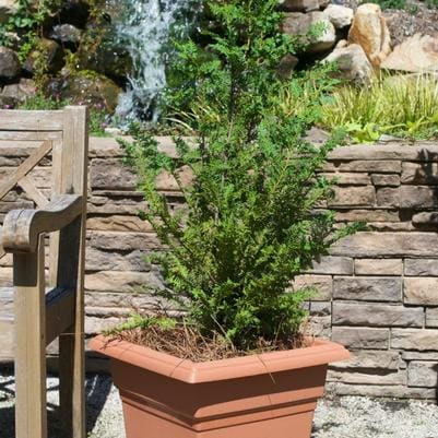 Hinoki Cypress 'Nana Lutea' (Chamaecyparis obtusa 'Nana lutea') — reference photo
