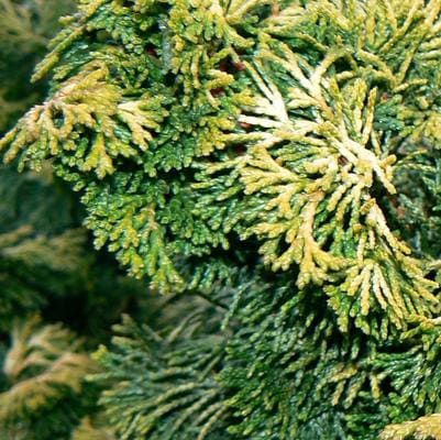Hinoki Cypress 'Tetragona Aurea' (Chamaecyparis obtusa 'Tetragona aurea'multi stem and) — reference photo
