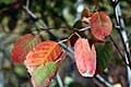 Autumn Brilliance Serviceberry (Amelanchier × grandiflora 'Autumn brilliance') — reference photo