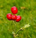 Marmorata variegated Aucuba (Aucuba japonica 'Marmorata') — reference photo