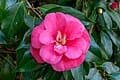 Ack-Scent Spring Blooming Camellia (Camellia japonica 'Ack-Scent') — reference photo
