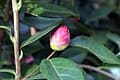 Japanese Camellia 'April Tryst' (Camellia japonica 'April tryst') — reference photo