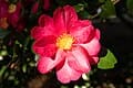 Hot Flash Fall Blooming Camellia (Camellia sasanqua 'Hot flash') — reference photo