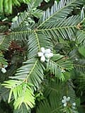 Japanese Plum Yew 'Fritz Huber' (Cephalotaxus harringtonia 'Fritz huber') — reference photo