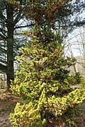 Golden Fernleaf Cypress (Chamaecyparis obtusa 'Tetragona aurea'- good color) — reference photo