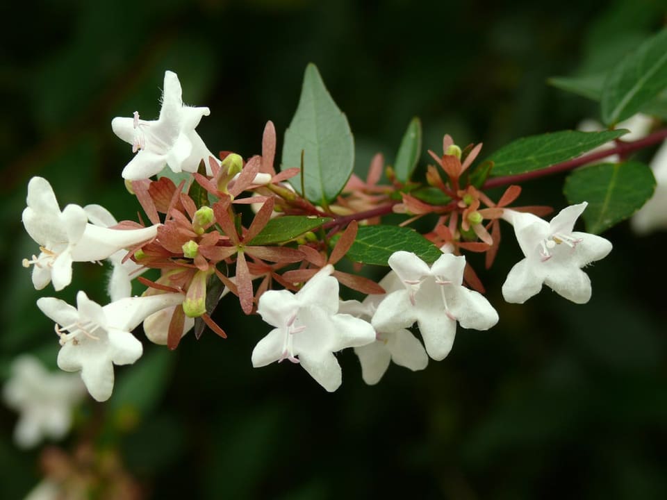 Kaleidoscope Variegated Abelia PP#16988 (Abelia × grandiflora 'Kaleidoscope' pp#16988) — reference photo