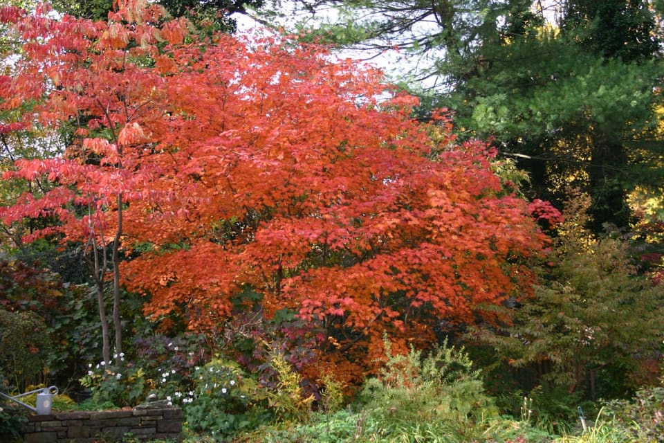 Fullmoon Maple 'Aconitifolium' (Acer japonicum 'Aconitifolium') — reference photo