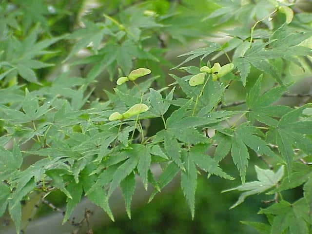 Japanese Maple 'Wildfire' (Acer palmatum 'Wildfire') — reference photo