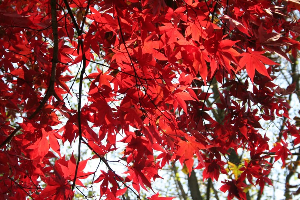 Japanese Maple 'Osakazuki Akame' (Acer palmatum 'Osakazuki akame') — reference photo
