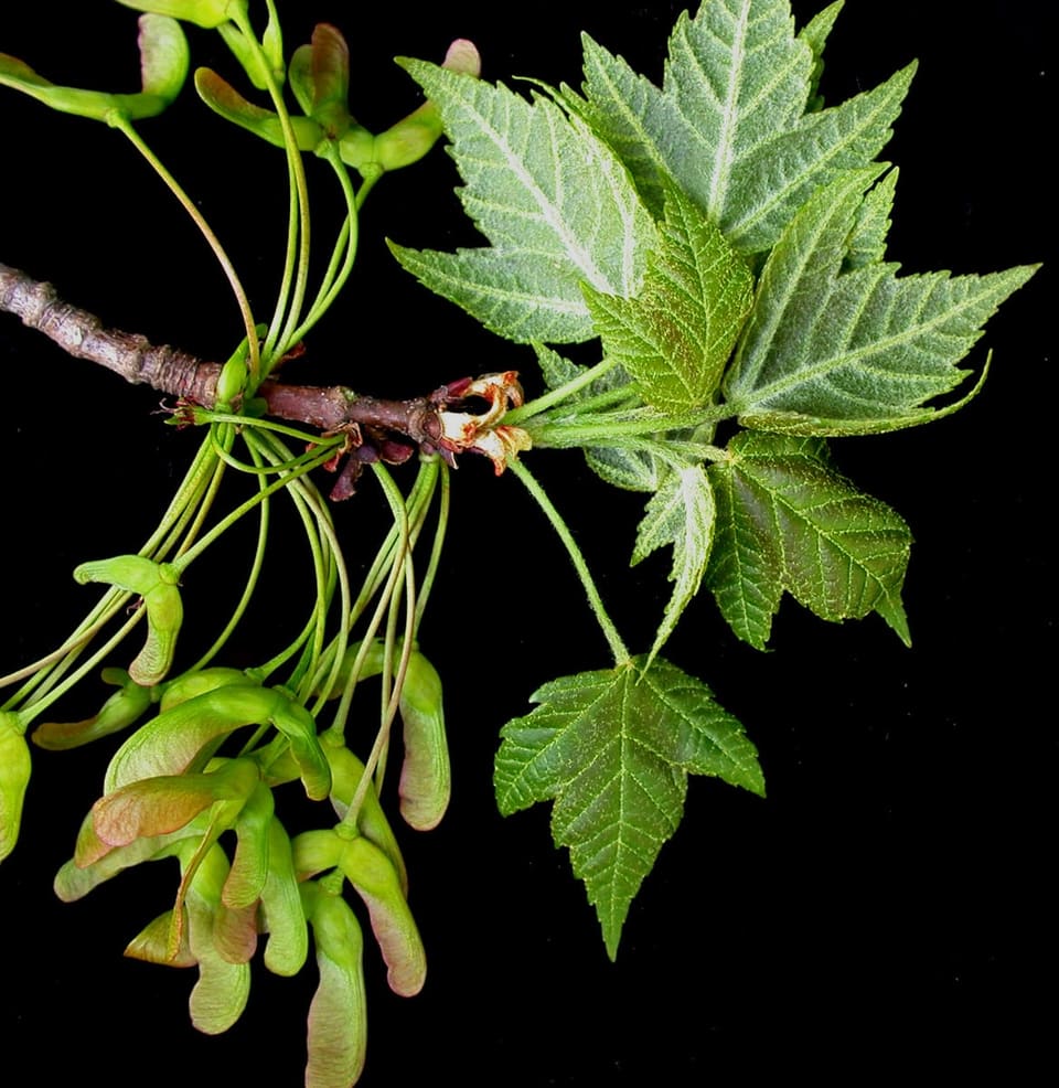 Red Maple 'Sun Valley' (Acer rubrum 'Sun valley') — reference photo