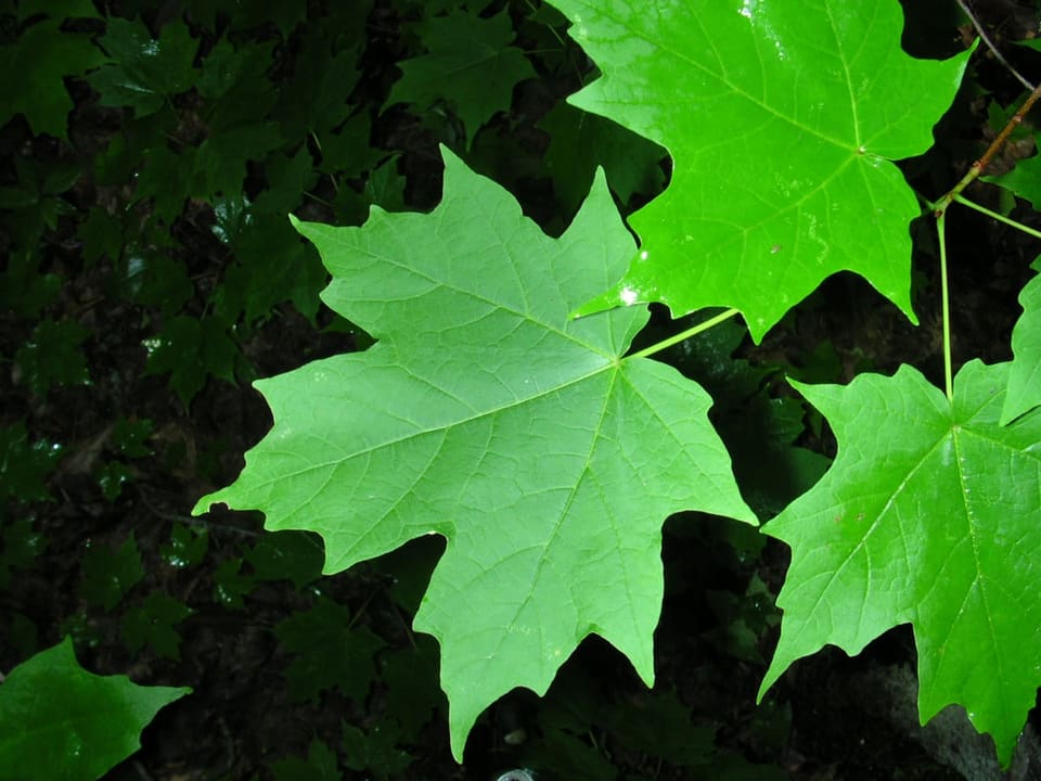 Sugar Maple (Acer saccharum) — reference photo