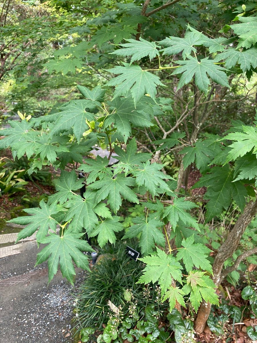 Korean Maple Hybrid 'First Flame' (Acer × pseudosieboldianum 'First flame') — reference photo