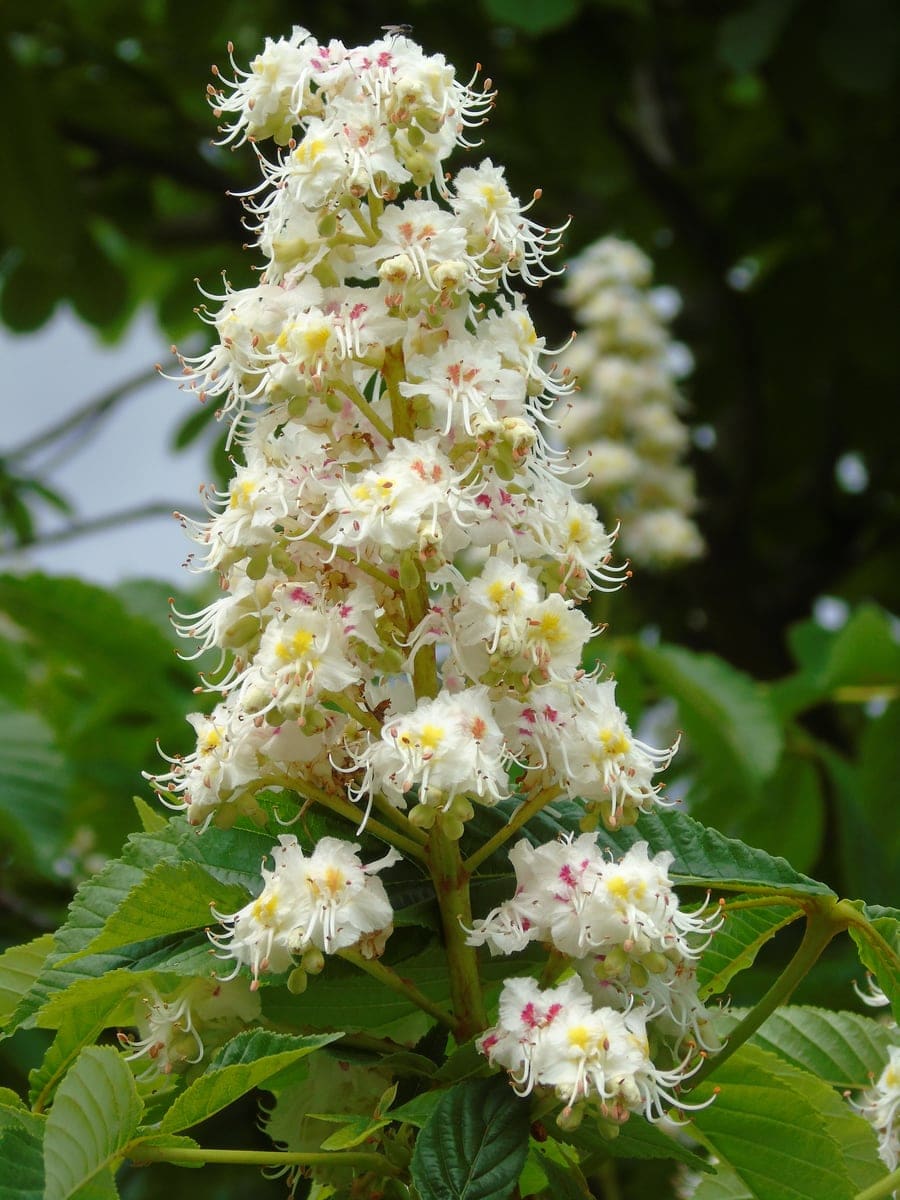 Hybrid Buckeye 'Erythroblastos' (Aesculus × neglecta 'Erythroblastos') — reference photo