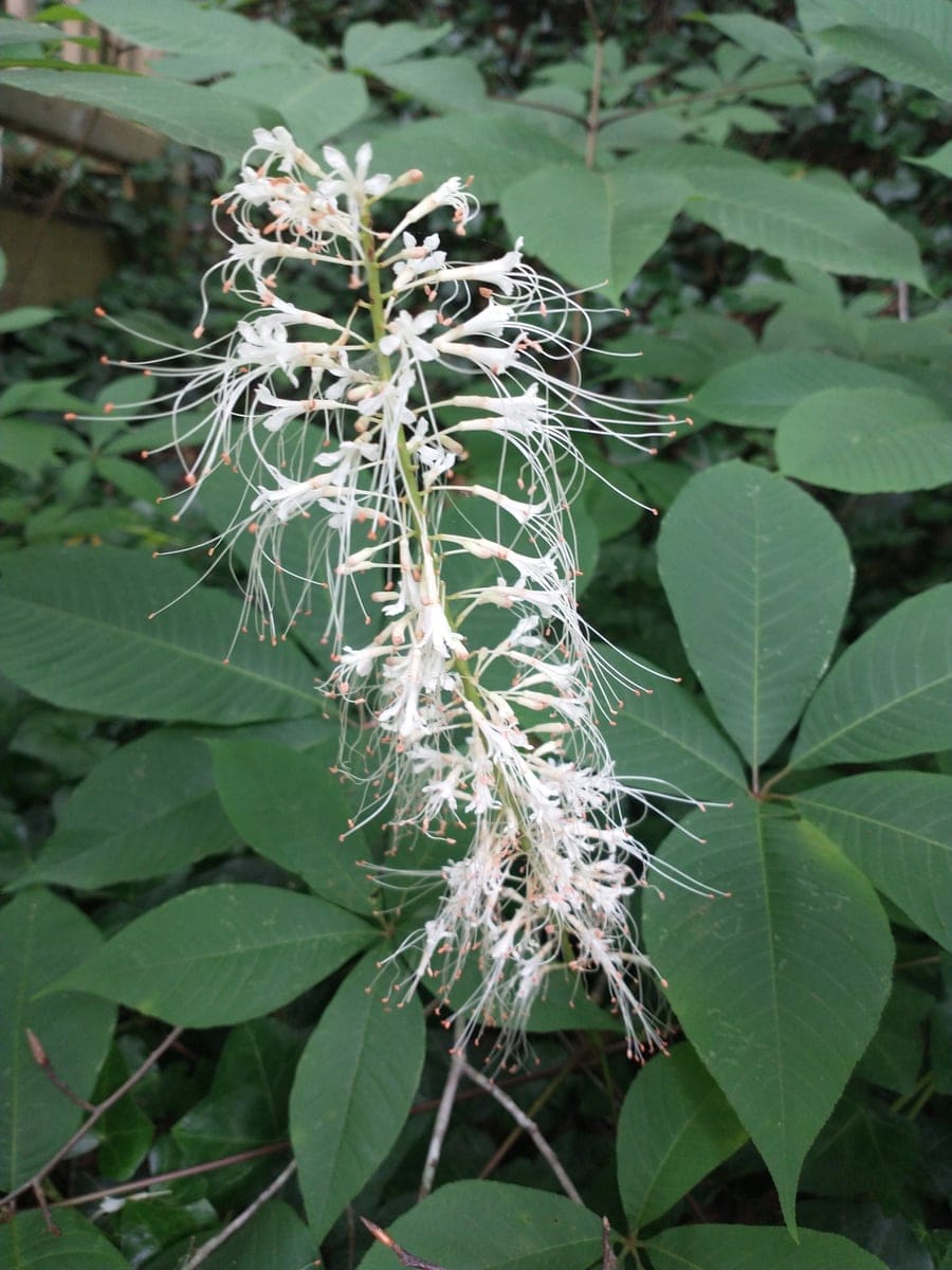 Bottlebrush Buckeye (Aesculus parviflora) — reference photo