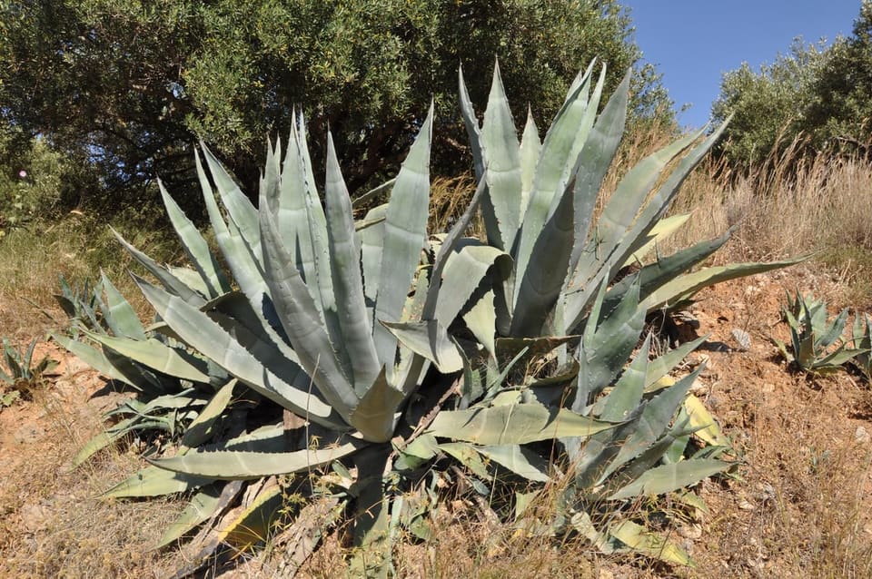 Agave (Agave americana) — reference photo