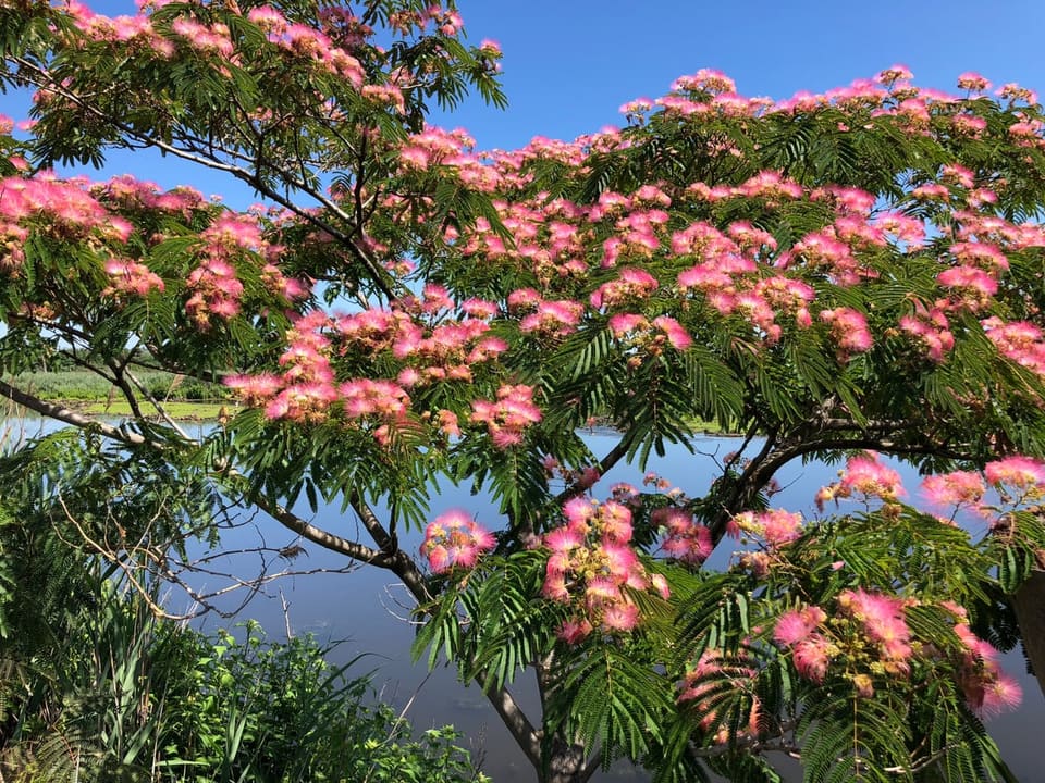 Silk Tree 'Evey' (Albizia julibrissin 'Evey's pride') — reference photo