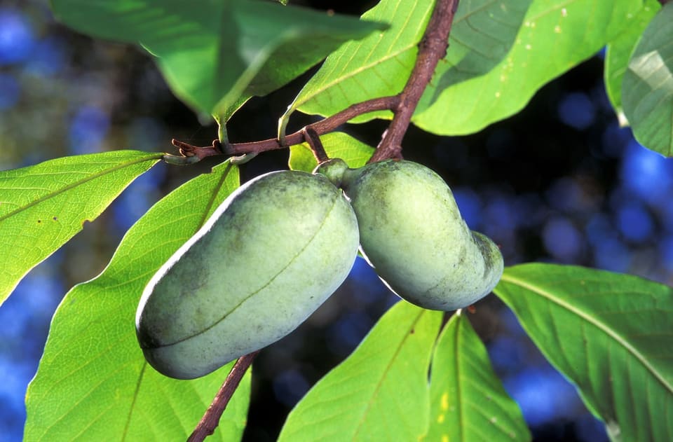 Pawpaw (Asimina triloba) — reference photo