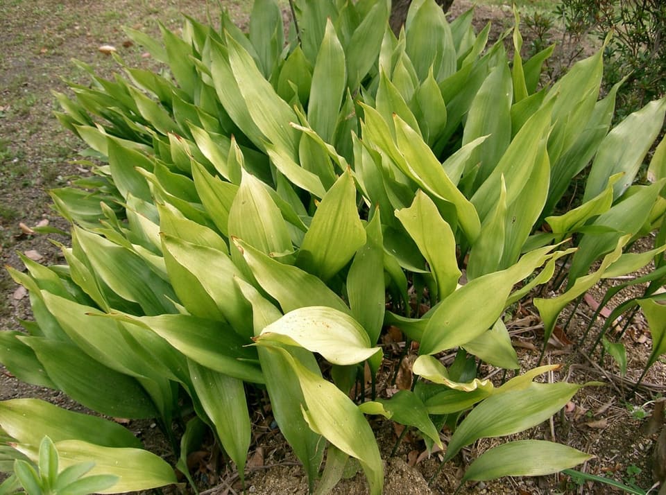 Cast-iron Plant 'Tiny Tank™' (Aspidistra elatior 'Tiny tank™') — reference photo