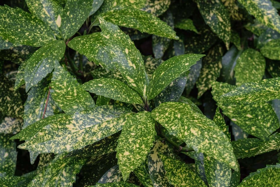 Spotted Laurel 'Gold Dust' (Aucuba japonica 'Gold dust') — reference photo
