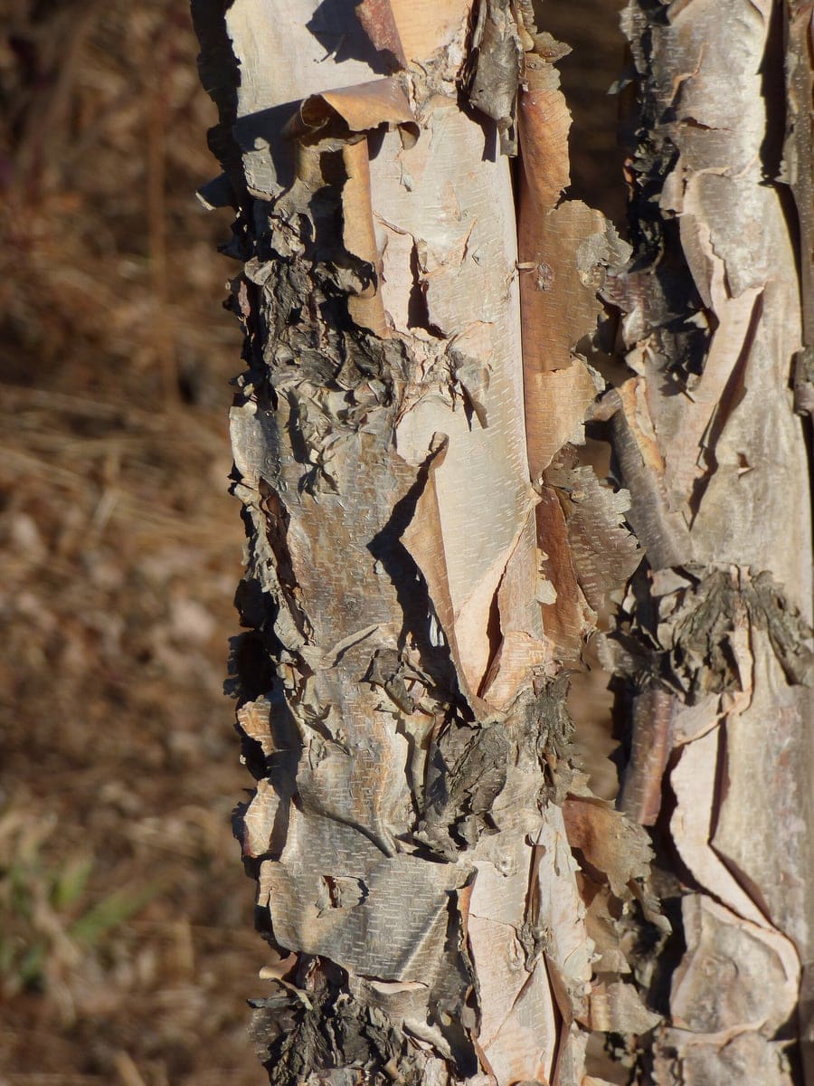 River Birch 'Little King' (Betula nigra 'Little king'3 trunk;) — reference photo