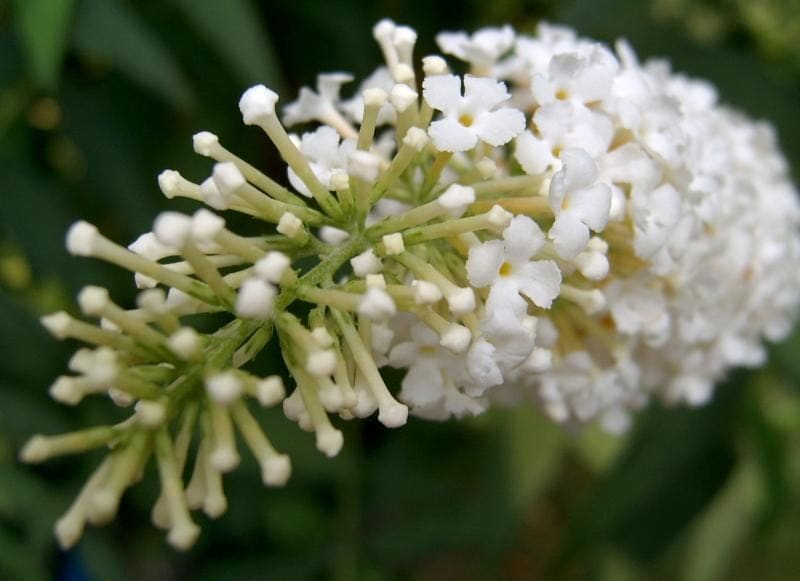 Butterfly Bush 'Pugster Blue®' (Buddleia 'Pugster blue®') — reference photo