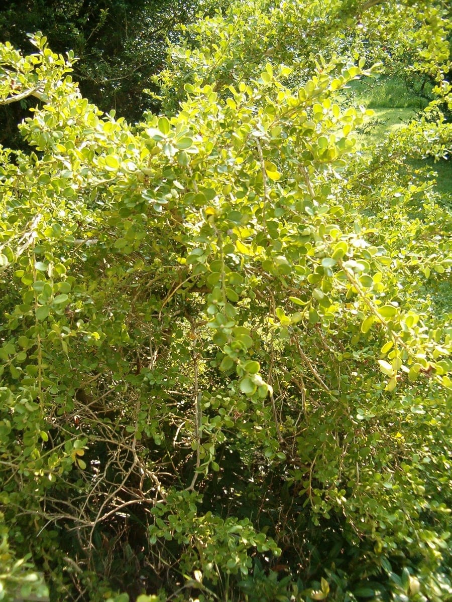 Littleleaf Boxwood 'John Baldwin' (Buxus microphylla 'John baldwin'upright grower;) — reference photo