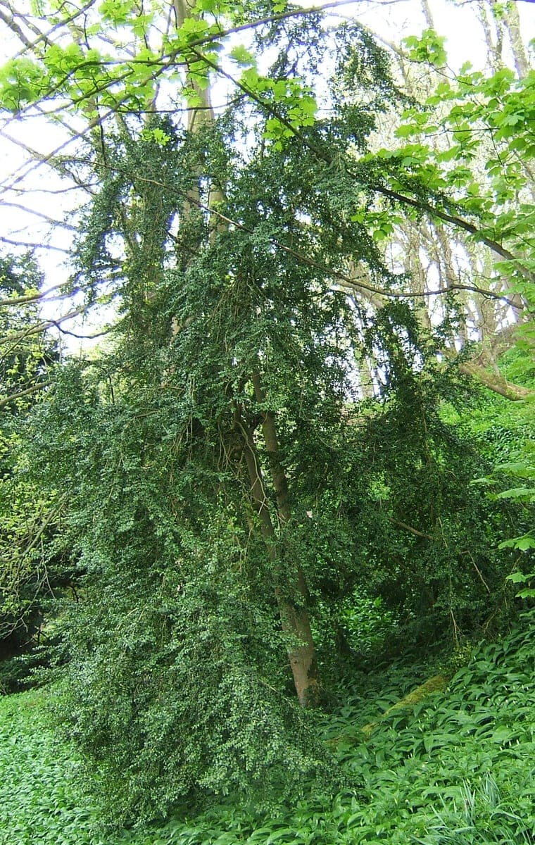 Common Boxwood 'Dee Runk' (Buxus sempervirens 'Dee runk'b/b in 20 gal pot;) — reference photo