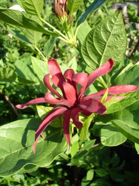 Sweetshrub 'Aphrodite' (Calycanthus 'Aphrodite') — reference photo