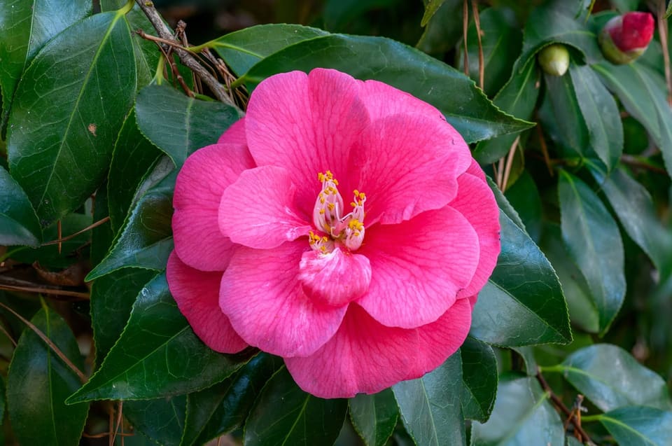 Japanese Camellia 'Professor Sargent' (Camellia japonica 'Professor sargent') — reference photo