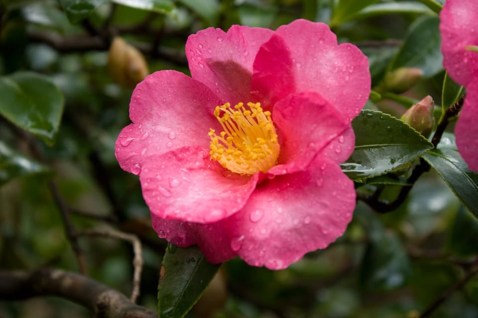 Sasanqua Camellia 'Yume' (Camellia sasanqua 'Yume') — reference photo