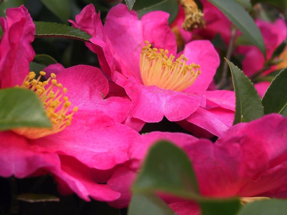 Hybrid Camellia 'Winter' (Camellia ×' winter's joy') — reference photo