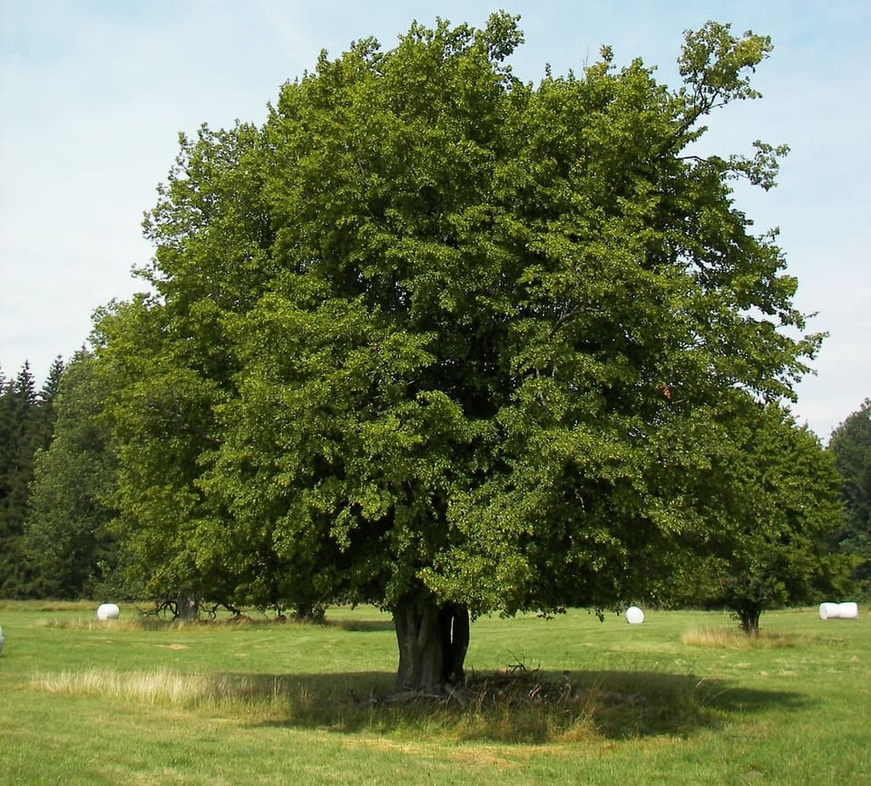 European Hornbeam 'Fastigiata' (Carpinus betulus 'Fastigiata') — reference photo