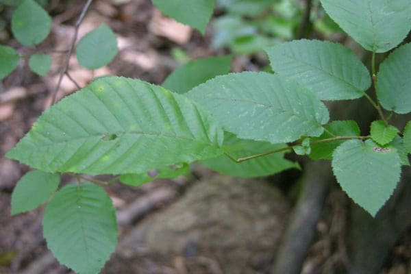 American Hornbeam (Carpinus caroliniana) — reference photo
