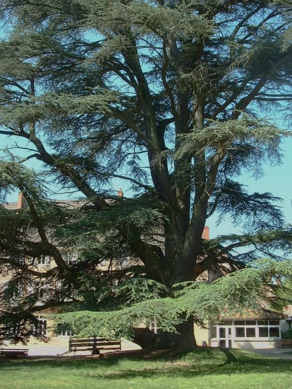 Atlas Cedar 'Horstmann' (Cedrus atlantica 'Horstmann' slow grower;) — reference photo